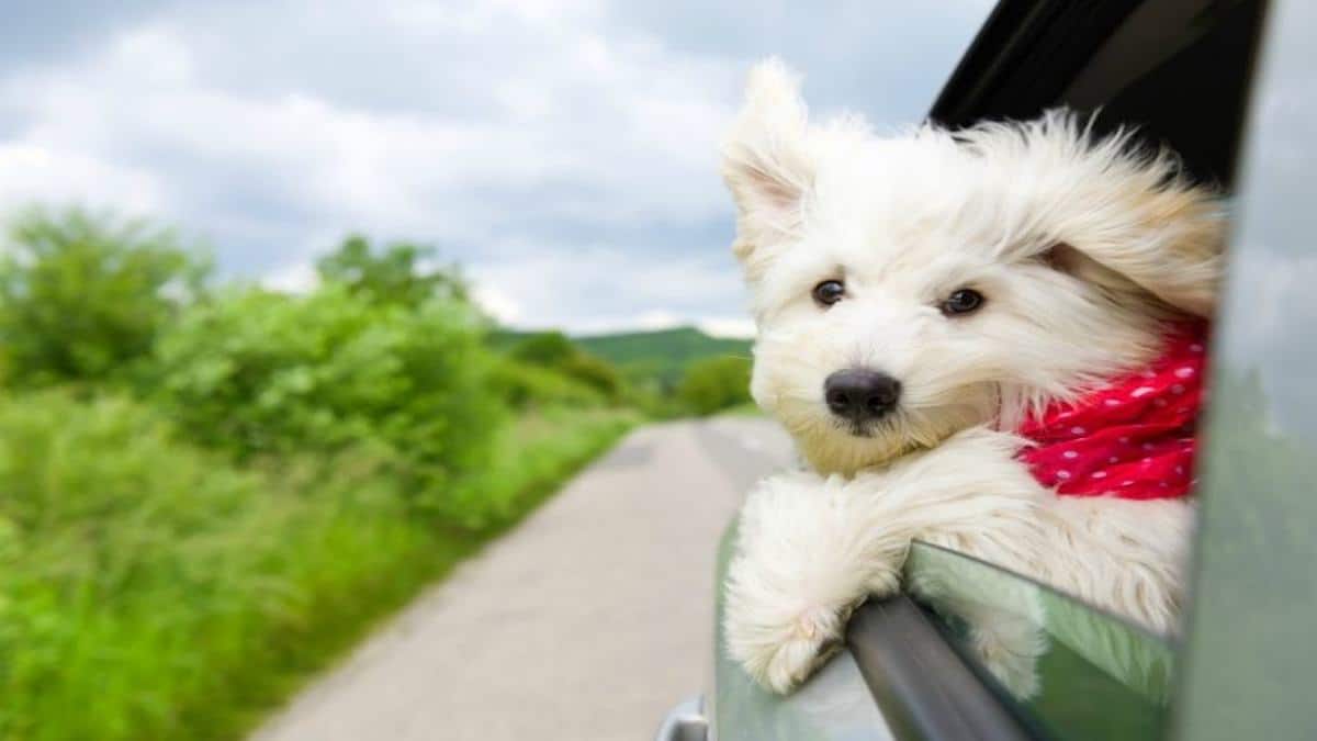 Here's why dogs are so fond of poking their heads out of the car